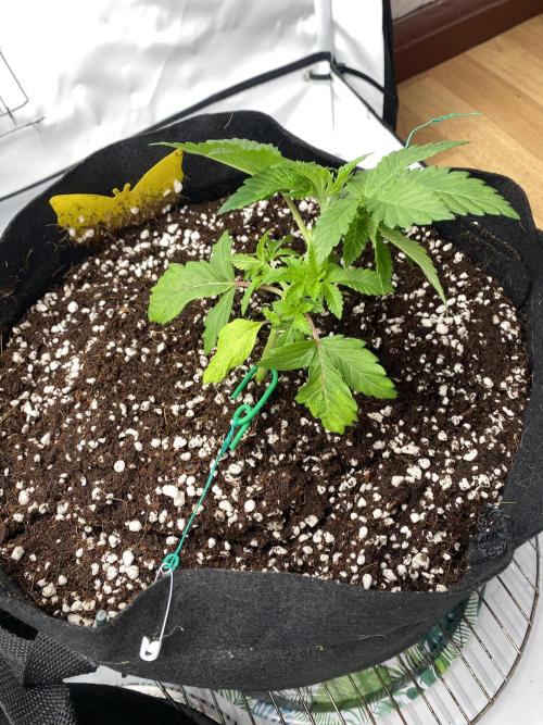 Lemon Shining Silver Haze coco 80x80x180. Week 4 - 06/11/25 Day 24  Alesha