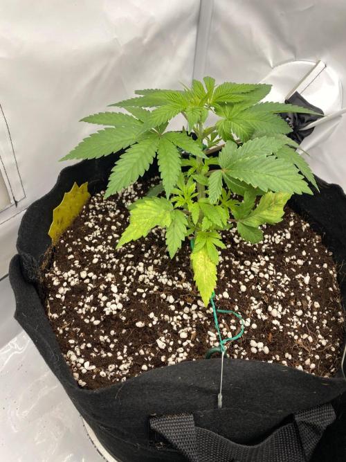 Lemon Shining Silver Haze coco 80x80x180. Week 5 - 08/11/25 Day 26 Bobby