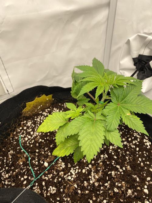 Lemon Shining Silver Haze coco 80x80x180. Week 5 - 08/11/25 Day 26 Cherry