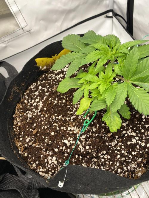 Lemon Shining Silver Haze coco 80x80x180. Week 5 - 08/11/25 Day 26 Alesha