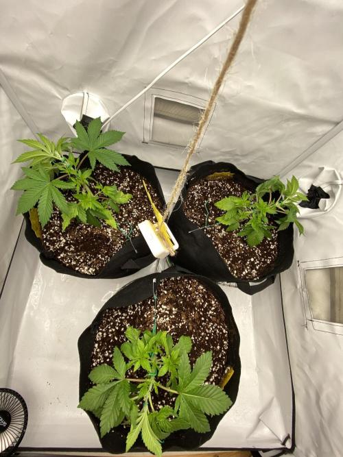 Lemon Shining Silver Haze coco 80x80x180. Week 5 - 08/11/25 Day 26 Rami sistemati