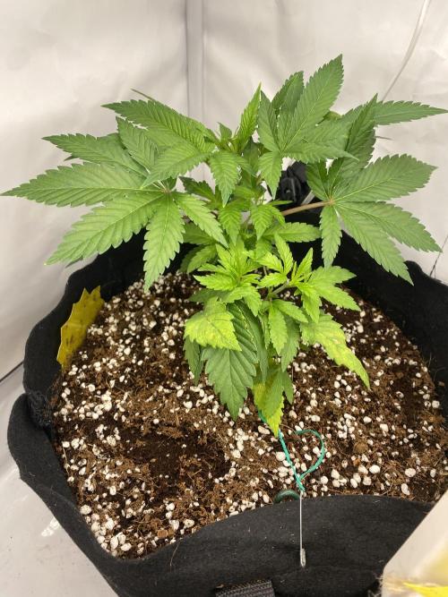 Lemon Shining Silver Haze coco 80x80x180. Week 5 - 11/11/25 Day 29 