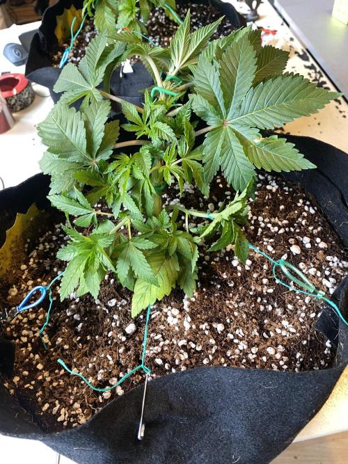 Lemon Shining Silver Haze coco 80x80x180. Week 5 - 12/11/25 Day 30 