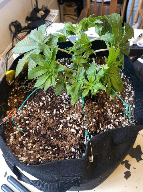 Lemon Shining Silver Haze coco 80x80x180. Week 5 - 12/11/25 Day 30 