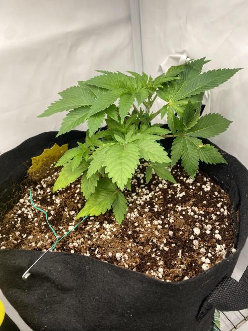 Lemon Shining Silver Haze coco 80x80x180. Week 5 - 11/11/25 Day 29 