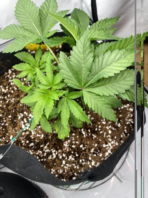 Lemon Shining Silver Haze coco 80x80x180. Week 5 - 11/11/25 Day 29 