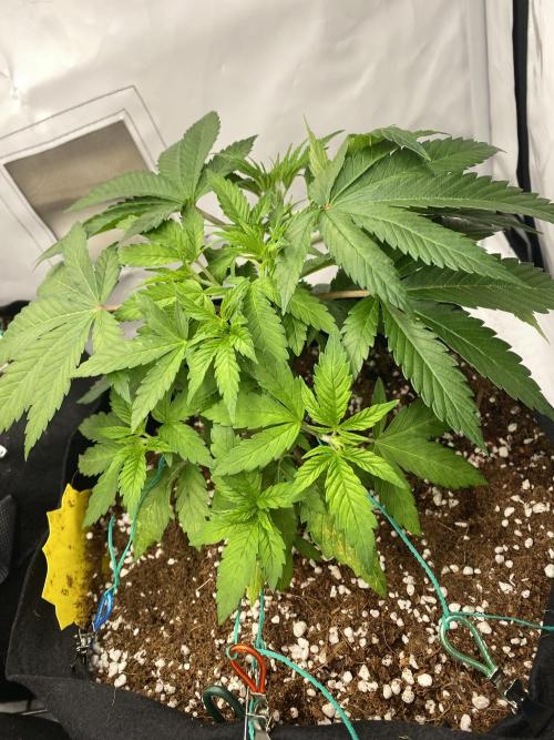 Lemon Shining Silver Haze coco 80x80x180. Week 6 - 14/11/25 Day 32 