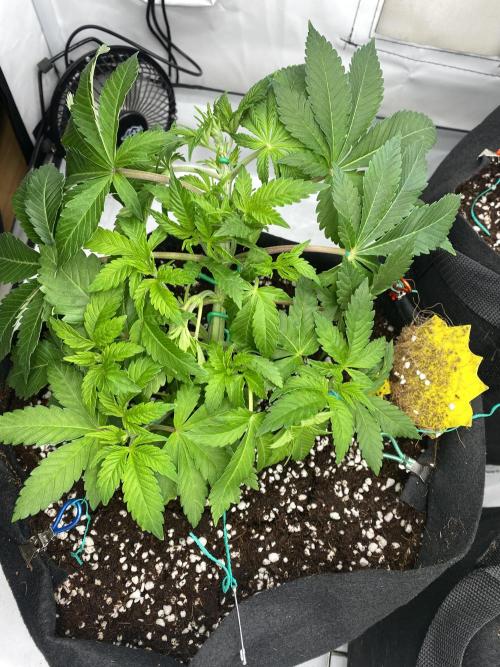 Lemon Shining Silver Haze coco 80x80x180. Week 6 - 16/11/25 Day 34 