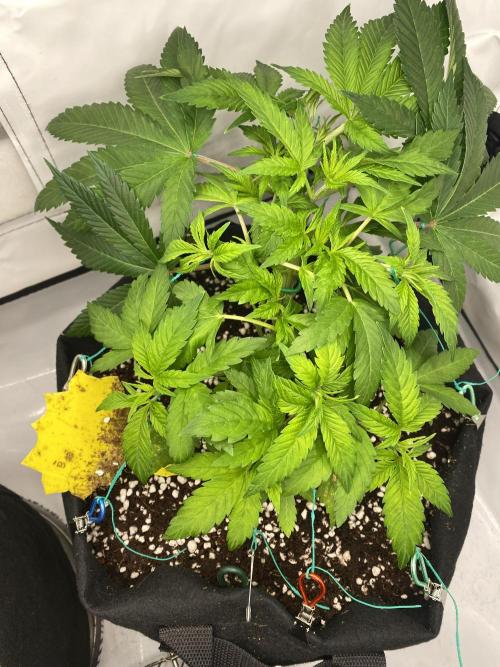 Lemon Shining Silver Haze coco 80x80x180. Week 6 - 16/11/25 Day 34 