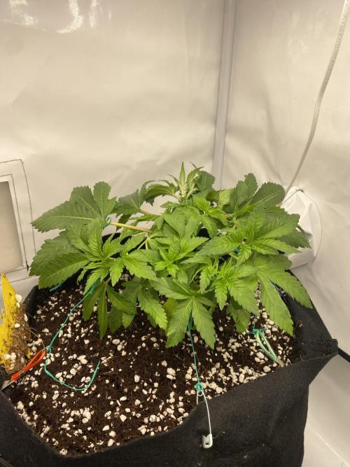 Lemon Shining Silver Haze coco 80x80x180. Week 6 - 15/11/25 Day 33 