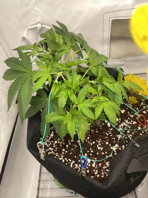 Lemon Shining Silver Haze coco 80x80x180. Week 6 - 15/11/25 Day 33 