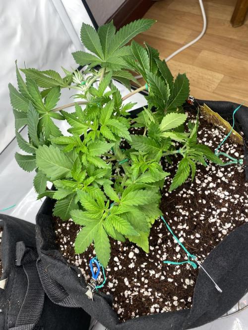 Lemon Shining Silver Haze coco 80x80x180. Week 6 - 15/11/25 Day 33 