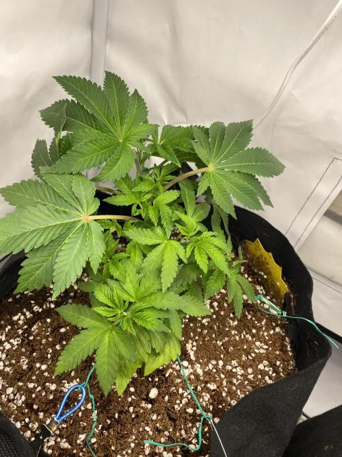 Lemon Shining Silver Haze coco 80x80x180. Week 6 - 14/11/25 Day 32 