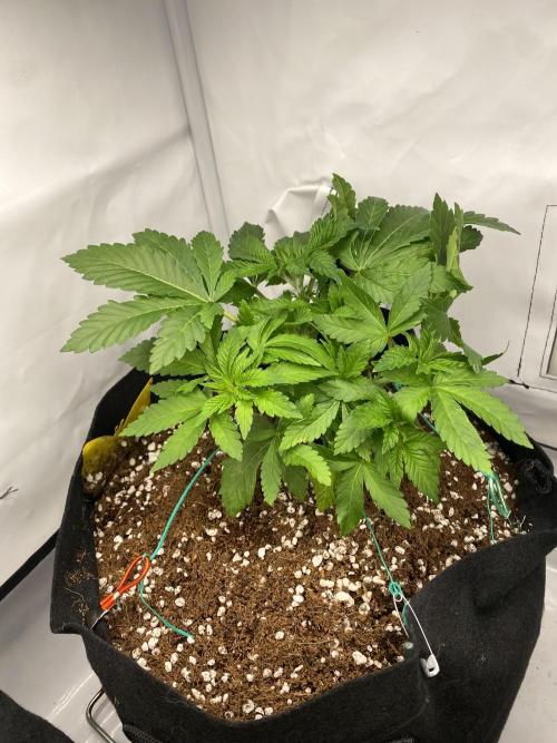 Lemon Shining Silver Haze coco 80x80x180. Week 6 - 14/11/25 Day 32 