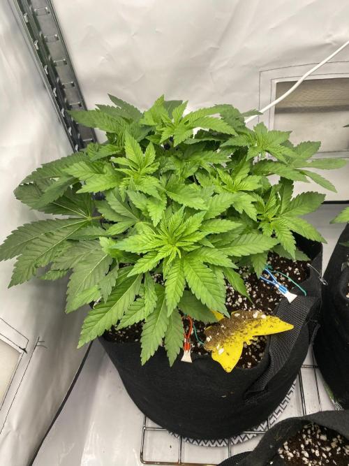Lemon Shining Silver Haze coco 80x80x180. Week 6 - 19/11/25 Day 37