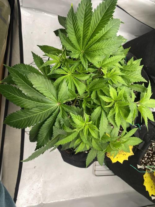 Lemon Shining Silver Haze coco 80x80x180. Week 6 - 19/11/25 Day 37