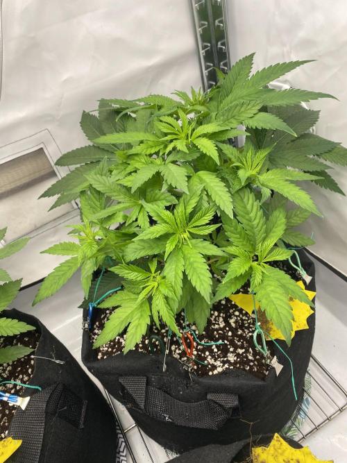 Lemon Shining Silver Haze coco 80x80x180. Week 6 - 19/11/25 Day 37