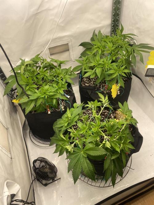 Lemon Shining Silver Haze coco 80x80x180. Week 6 - 20/11/25 Day 38 POST LST trio