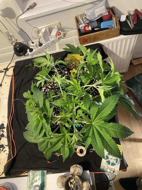 Lemon Shining Silver Haze coco 80x80x180. Week 6 - 20/11/25 Day 38 LST cherry