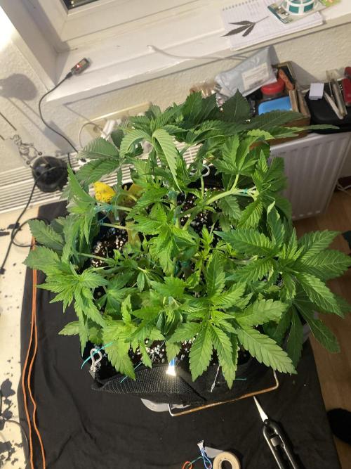 Lemon Shining Silver Haze coco 80x80x180. Week 6 - 20/11/25 Day 38 LST alesha