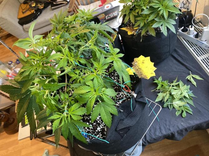 Lemon Shining Silver Haze coco 80x80x180. Week 6 - 20/11/25 Day 38 bobby