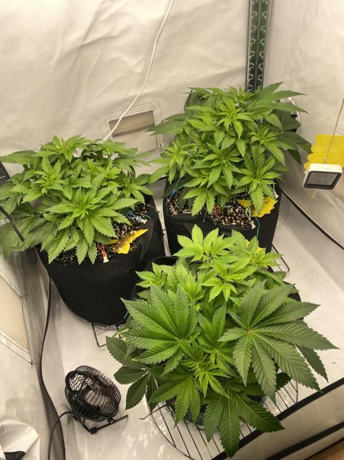 Lemon Shining Silver Haze coco 80x80x180. Week 6 - 20/11/25 Day 38 pre-LST trio