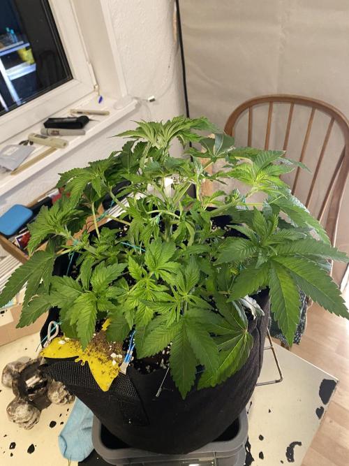 Lemon Shining Silver Haze coco 80x80x180. Week 7 - 22/11/25 Day 40 alesha