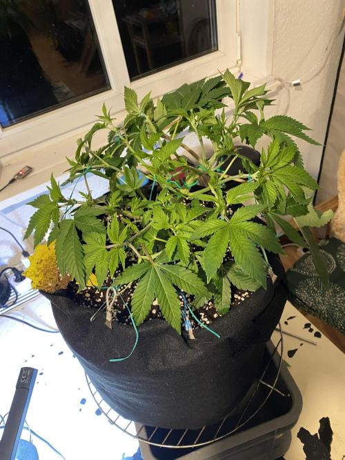 Lemon Shining Silver Haze coco 80x80x180. Week 7 - 22/11/25 Day 40 cherry