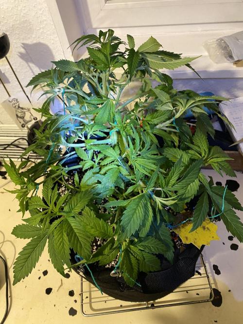 Lemon Shining Silver Haze coco 80x80x180. Week 7 - 22/11/25 Day 40 bobby