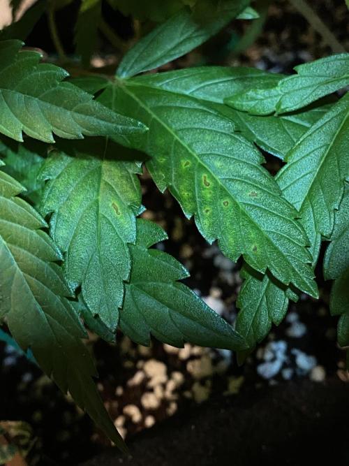 Lemon Shining Silver Haze coco 80x80x180. Week 7 - 22/11/25 Day 40 