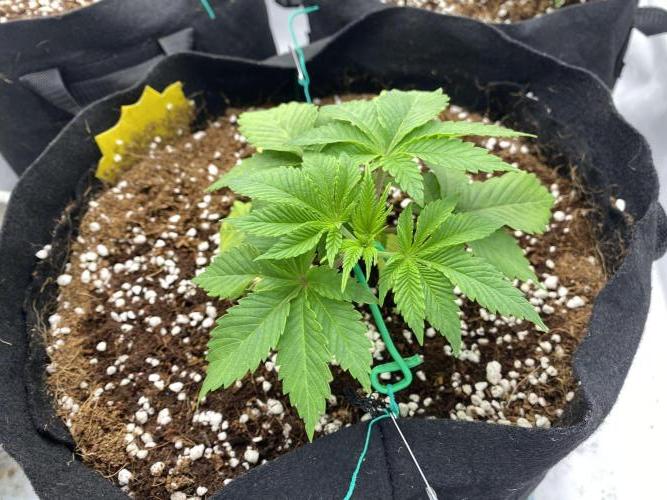 Lemon Shining Silver Haze coco 80x80x180. Week 4 - 04/11/25 Day 24  Cherry