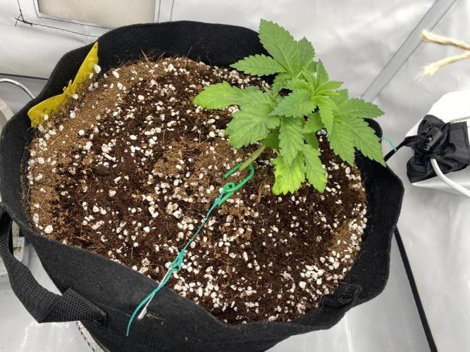 Lemon Shining Silver Haze coco 80x80x180. Week 4 - 04/11/25 Day 24  Alesha