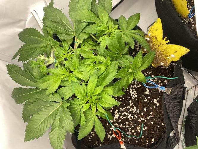 Lemon Shining Silver Haze coco 80x80x180. Week 6 - 16/11/25 Day 34 