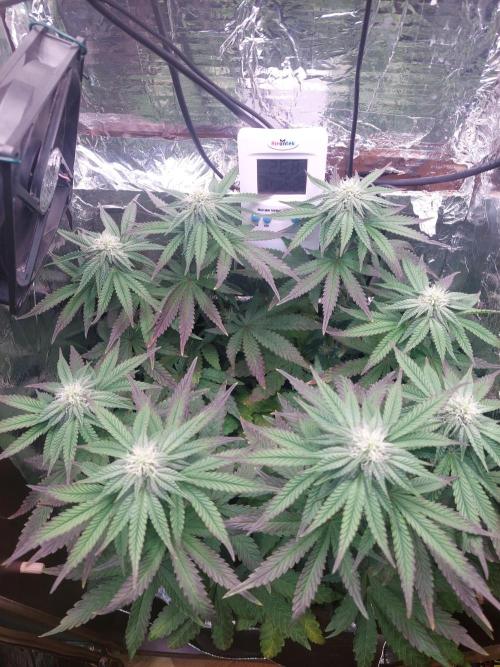 Kmintz Ripper Seeds Nano/Micro-Grow. Week 10 - Day 1