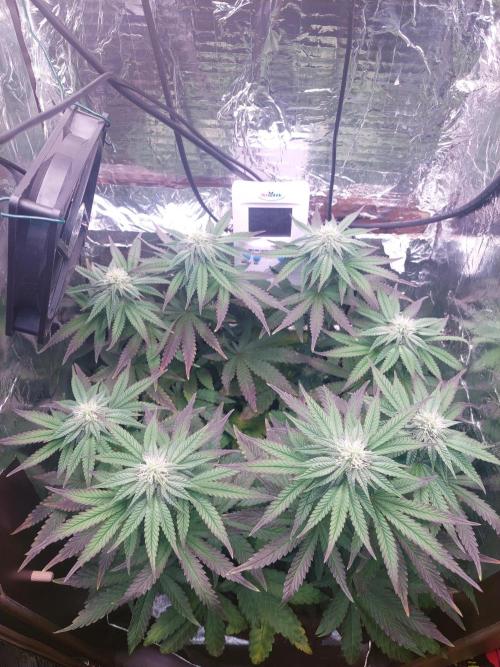 Kmintz Ripper Seeds Nano/Micro-Grow. Week 10 - Day 2