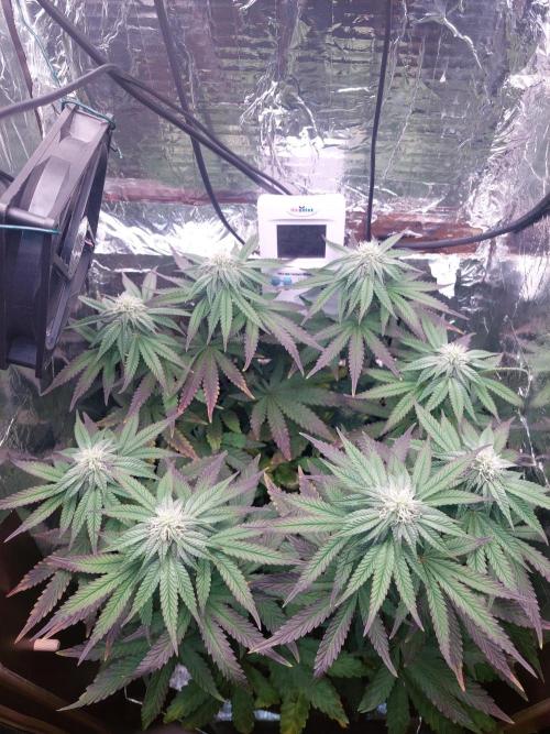 Kmintz Ripper Seeds Nano/Micro-Grow. Week 10 - Day 3