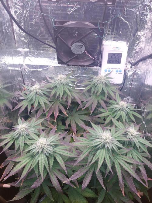 Kmintz Ripper Seeds Nano/Micro-Grow. Week 10 - Day 4