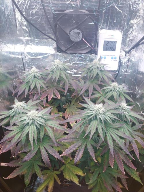 Kmintz Ripper Seeds Nano/Micro-Grow. Week 11 - Day 1