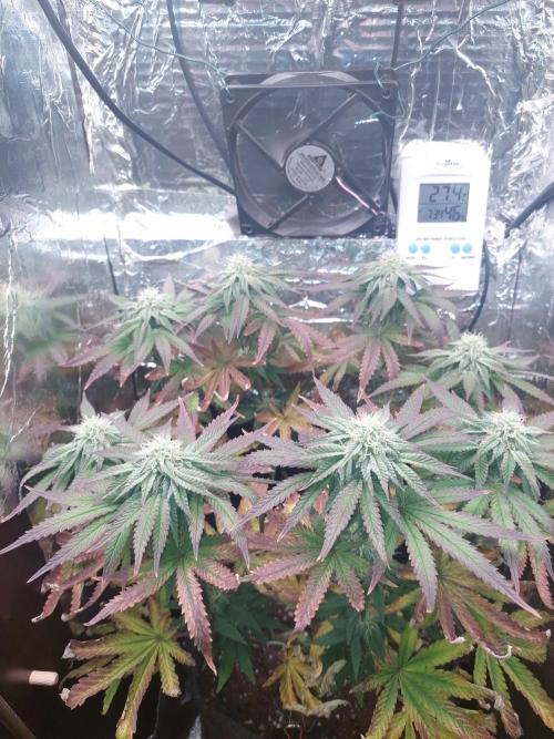 Kmintz Ripper Seeds Nano/Micro-Grow. Week 11 - Day 3