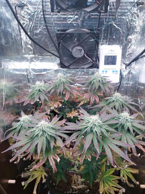 Kmintz Ripper Seeds Nano/Micro-Grow. Week 11 - Day 5