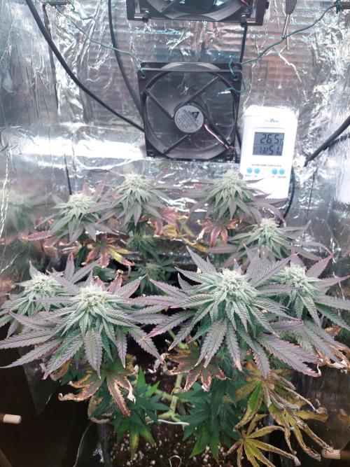 Kmintz Ripper Seeds Nano/Micro-Grow. Week 12 - Day 4