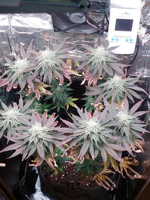 Kmintz Ripper Seeds Nano/Micro-Grow. Week 12 - Day 5