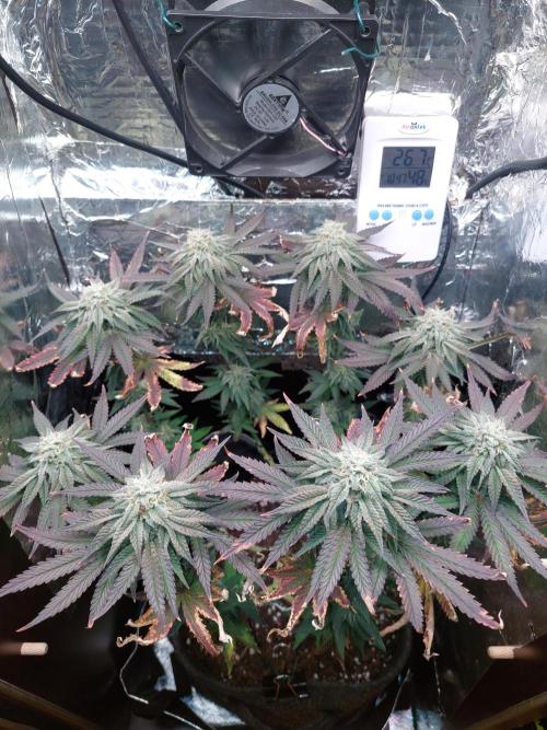 Kmintz Ripper Seeds Nano/Micro-Grow. Week 12 - Day 7