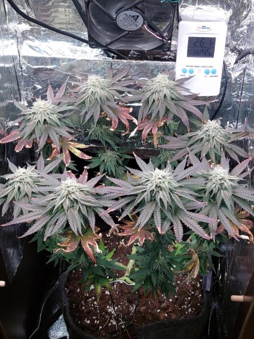 Kmintz Ripper Seeds Nano/Micro-Grow. Week 13 - DAY 1