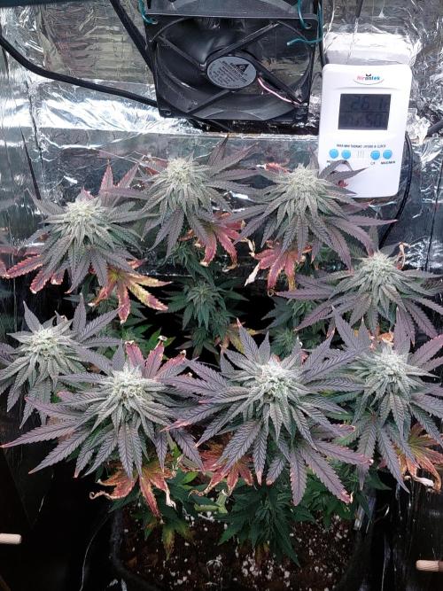 Kmintz Ripper Seeds Nano/Micro-Grow. Week 13 - DAY 2