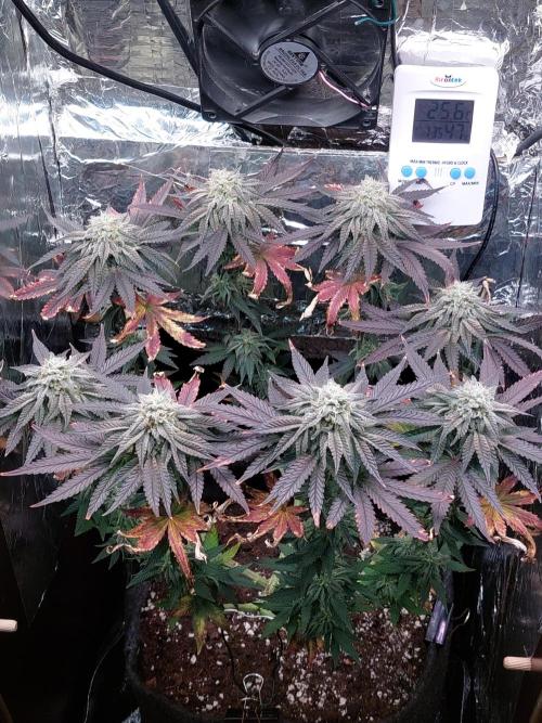 Kmintz Ripper Seeds Nano/Micro-Grow. Week 13 - DAY 3