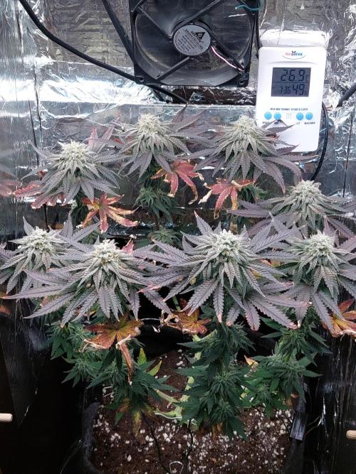 Kmintz Ripper Seeds Nano/Micro-Grow. Week 13 - DAY 4