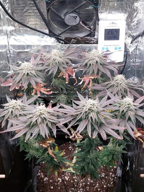 Kmintz Ripper Seeds Nano/Micro-Grow. Week 13 - DAY 5