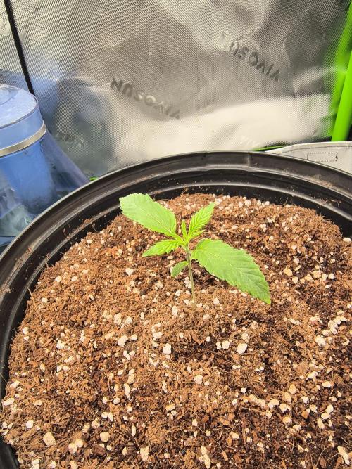 New England Revived. Week 2 - Necromancer's Kush, day 9
