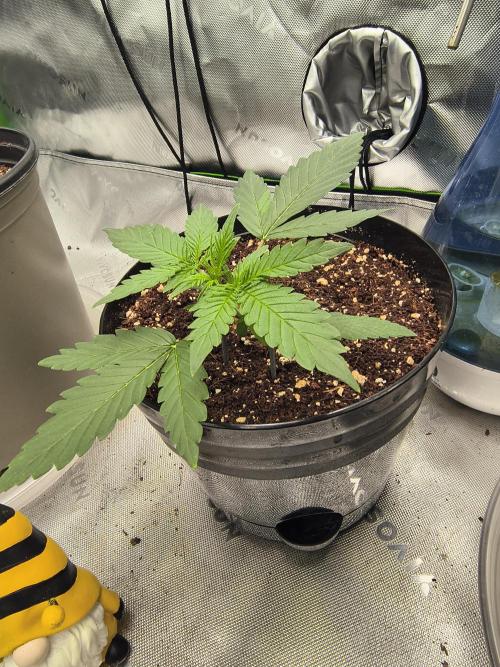 New England Revived. Week 2 - Wedding Cake Auto, day 17